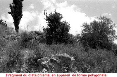 Diateichisma.